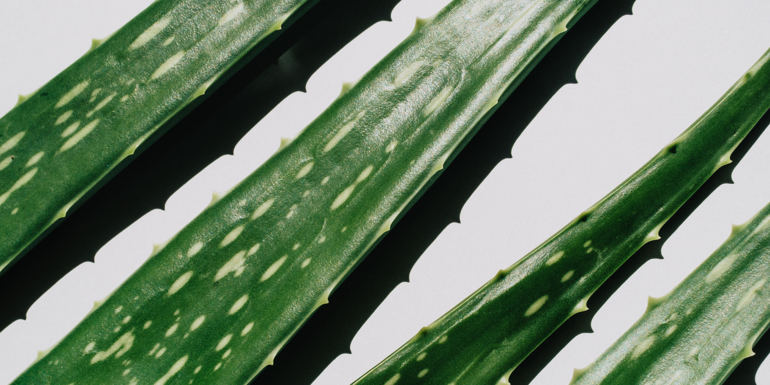 Close up of spikey freshly cut deep green aloe vera plant leaves with white spots laying gently on a light background with deep shadows.